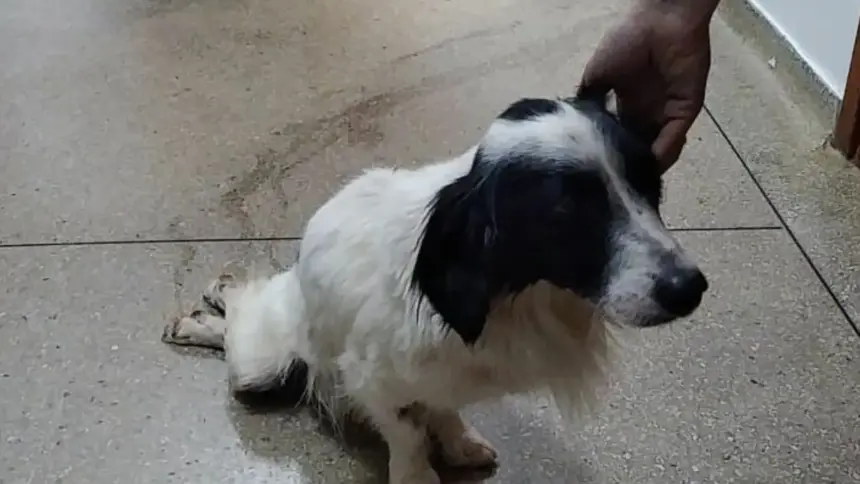 Polícia prende mulher por maus-tratos a cão que foi atropelado e não obteve o tratamento necessário Polícia prende mulher por maus-tratos a cão que foi atropelado e não obteve o tratamento necessário