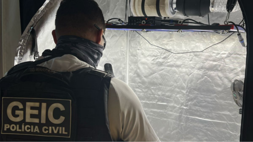 Polícia Civil apreende estufa de maconha em Anápolis Polícia Civil apreende estufa de maconha em Anápolis