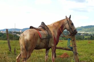 PCGO investiga homem por maus-tratos contra cavalo em São Luís de Montes Belos – Policia Civil do Estado de Goiás PCGO investiga homem por maus-tratos contra cavalo em São Luís de Montes Belos – Policia Civil do Estado de Goiás