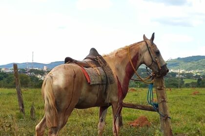 PCGO investiga homem por maus-tratos contra cavalo em São Luís de Montes Belos – Policia Civil do Estado de Goiás