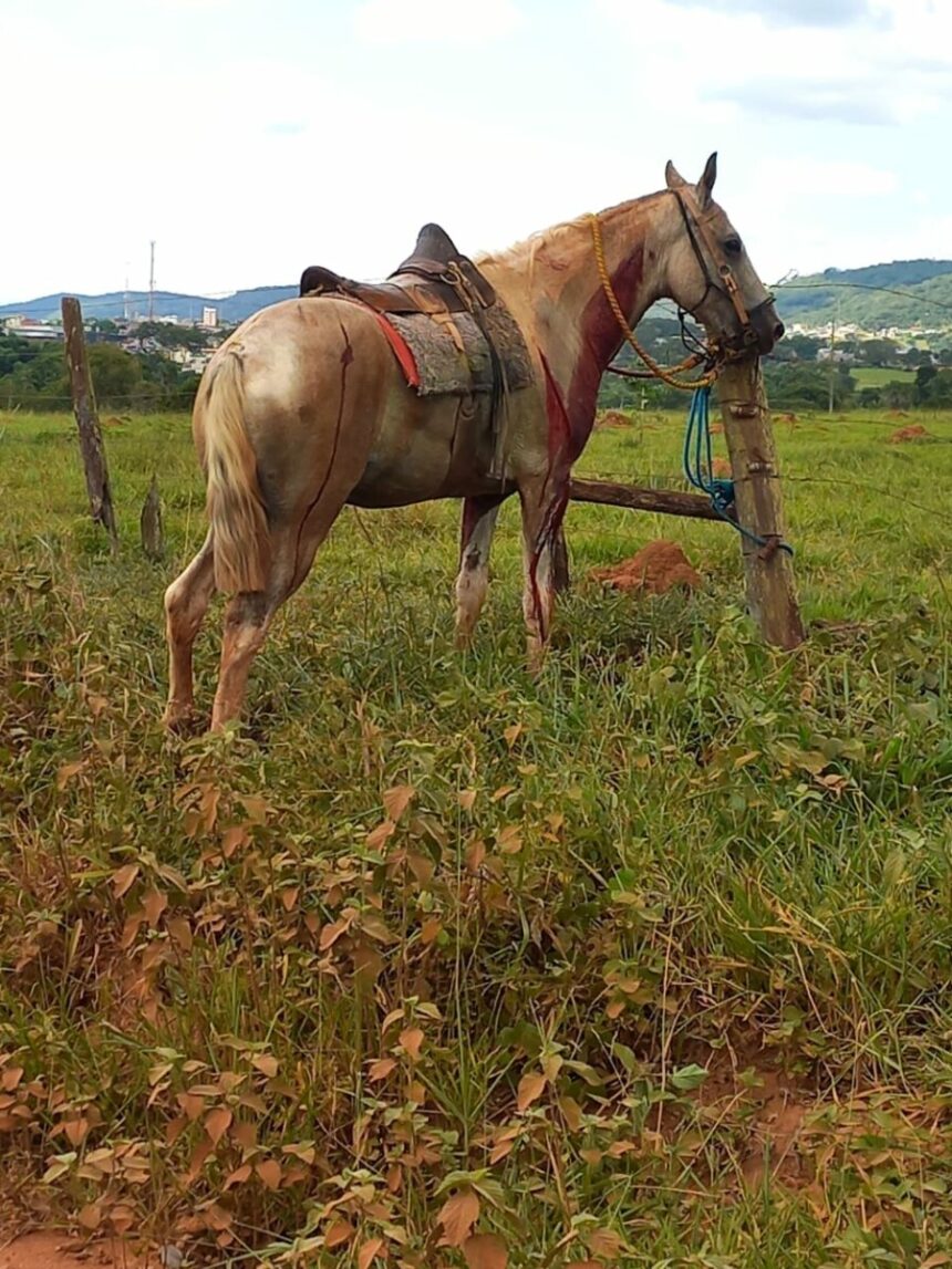 PCGO investiga homem por maus-tratos contra cavalo em São Luís de Montes Belos – Policia Civil do Estado de Goiás PCGO investiga homem por maus-tratos contra cavalo em São Luís de Montes Belos – Policia Civil do Estado de Goiás