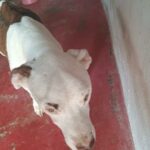 homem é preso, em Novo Gama, por manter cachorros em situação insalubre – Policia Civil do Estado de Goiás