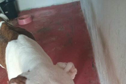 homem é preso, em Novo Gama, por manter cachorros em situação insalubre – Policia Civil do Estado de Goiás