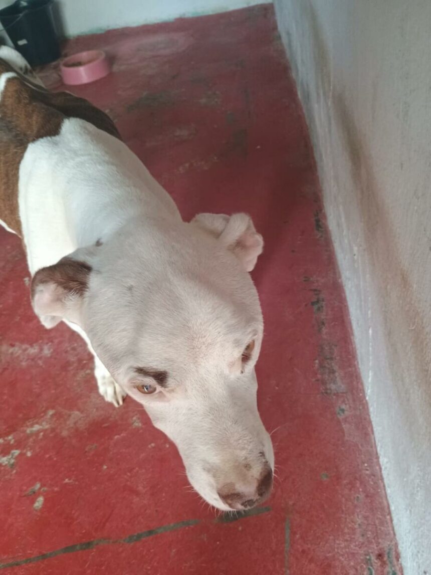 homem é preso, em Novo Gama, por manter cachorros em situação insalubre – Policia Civil do Estado de Goiás