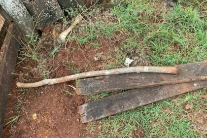 PCGO prende homem que tentou matar produtor rural a pauladas