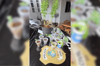 PCGO prende foragido por estupro de vulnerável e apreende mudas de maconha – Policia Civil do Estado de Goiás PCGO prende foragido por estupro de vulnerável e apreende mudas de maconha – Policia Civil do Estado de Goiás