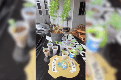 PCGO prende foragido por estupro de vulnerável e apreende mudas de maconha – Policia Civil do Estado de Goiás
