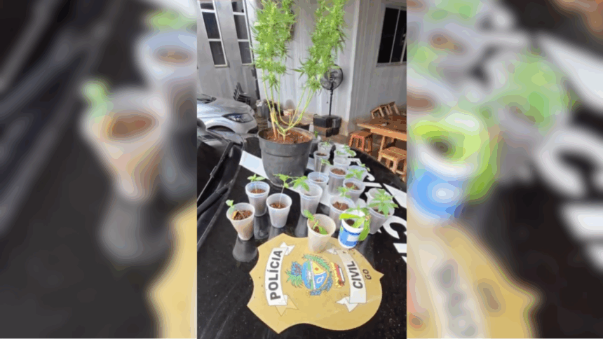 PCGO prende foragido por estupro de vulnerável e apreende mudas de maconha – Policia Civil do Estado de Goiás