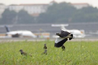 Projeto da Secretaria Nacional de Aviação Civil visa diminuir colisões entre aviões e animais