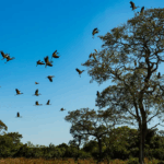 Áreas com inundações frequentes podem ser isentas de Imposto Territorial Rural Áreas com inundações frequentes podem ser isentas de Imposto Territorial Rural