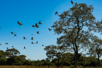 Áreas com inundações frequentes podem ser isentas de Imposto Territorial Rural