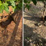 PCGO prende homem em flagrante por maus-tratos a animal em Estrela do Norte – Policia Civil do Estado de Goiás