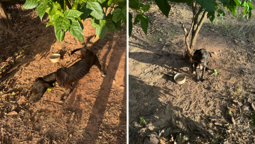 PCGO prende homem em flagrante por maus-tratos a animal em Estrela do Norte – Policia Civil do Estado de Goiás