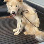 Polícia Civil resgata cachorro vítima de maus-tratos em Itumbiara e prende tutor – Policia Civil do Estado de Goiás Polícia Civil resgata cachorro vítima de maus-tratos em Itumbiara e prende tutor – Policia Civil do Estado de Goiás