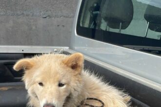 Polícia Civil resgata cachorro vítima de maus-tratos em Itumbiara e prende tutor – Policia Civil do Estado de Goiás Polícia Civil resgata cachorro vítima de maus-tratos em Itumbiara e prende tutor – Policia Civil do Estado de Goiás