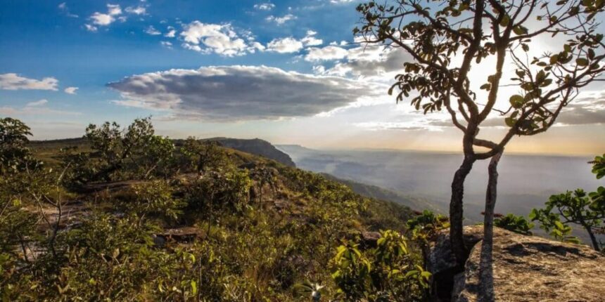 Desmatamento em Goiás tem queda de 71,9%