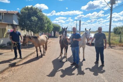 PCGO apreende adolescentes por furtos de equinos em Porangatu e recupera animais – Policia Civil do Estado de Goiás