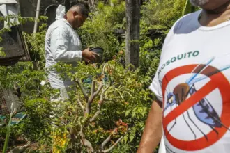 SÃO PAULO: estado registra 721 mil casos e mais de 600 óbitos por dengue em 2025