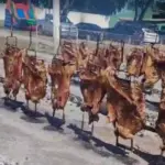 Costelão do Rotary acontecerá dia 1º de junho