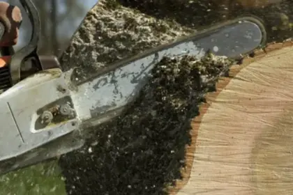 Remover árvore sem autorização poderá acarretar multas e procedimentos jurídicos