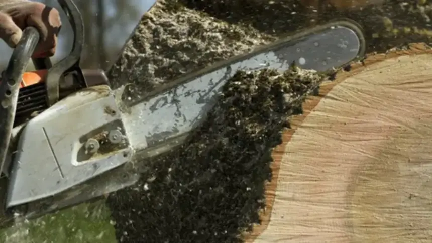 Remover árvore sem autorização poderá acarretar multas e procedimentos jurídicos Remover árvore sem autorização poderá acarretar multas e procedimentos jurídicos