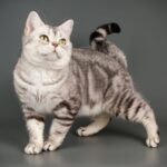 7 raças de gato mais tranquilas 