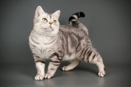 7 raças de gato mais tranquilas  7 raças de gato mais tranquilas