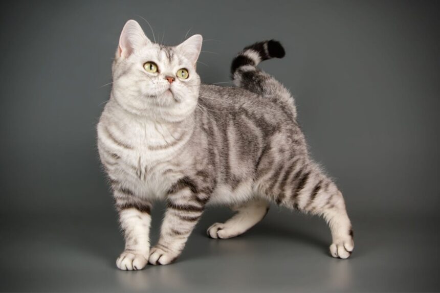 7 raças de gato mais tranquilas 7 raças de gato mais tranquilas