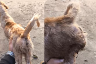 PCGO prende homem pelo crime de maus-tratos aos animais em Goiatuba – Policia Civil do Estado de Goiás