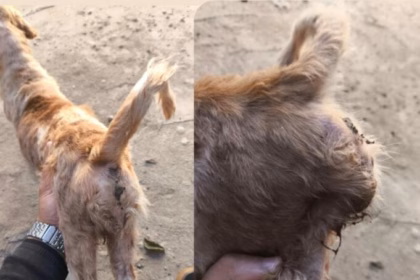 PCGO prende homem pelo crime de maus-tratos aos animais em Goiatuba – Policia Civil do Estado de Goiás