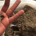 PCGO prende homem por tráfico após anunciar drogas em rede social, em Abadiânia – Policia Civil do Estado de Goiás