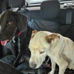 PCGO resgata cães vítimas de maus-tratos e prende tutor em flagrante em Goiânia – Policia Civil do Estado de Goiás