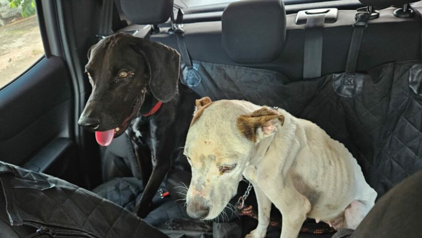 PCGO resgata cães vítimas de maus-tratos e prende tutor em flagrante em Goiânia – Policia Civil do Estado de Goiás