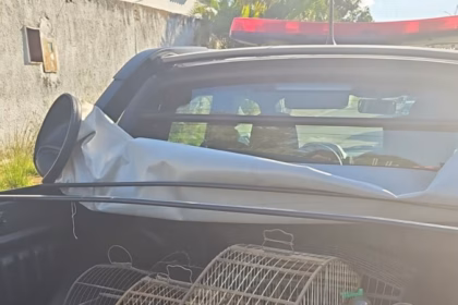 Polícia Civil apreende aves silvestres mantidas em cativeiro durante cumprimento de mandado de prisão em Aparecida de Goiânia