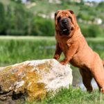 7 raças de cachorro mais independentes