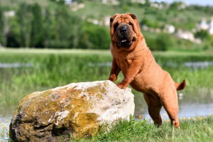 7 raças de cachorro mais independentes 7 raças de cachorro mais independentes