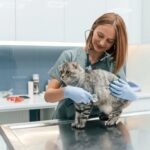 6 dicas de como agir ao resgatar um animal abandonado