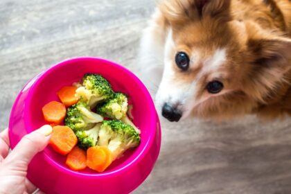 5 sinais de que é hora de mudar a alimentação do animal 5 sinais de que é hora de mudar a alimentação do animal