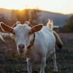 8 curiosidades interessantes sobre as cabras