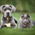 7 raças de gato ideais para quem tem cachorro 