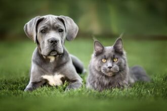 7 raças de gato ideais para quem tem cachorro 