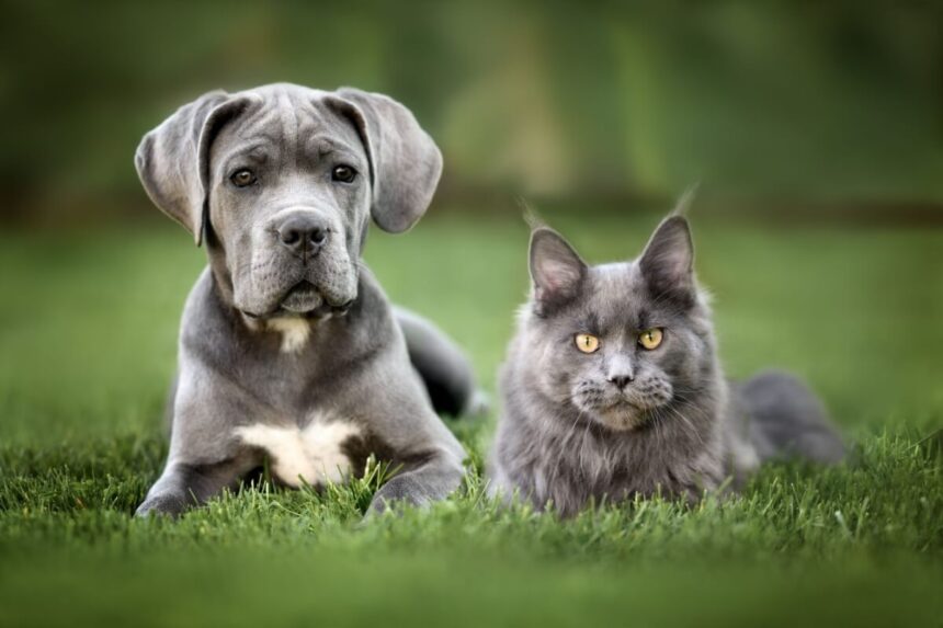 7 raças de gato ideais para quem tem cachorro 7 raças de gato ideais para quem tem cachorro