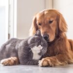 7 raças de cachorro ideais para quem tem gato