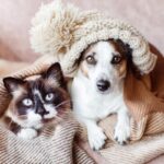 8 impactos do frio na saúde de cães e gatos 