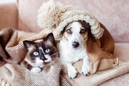 8 impactos do frio na saúde de cães e gatos  8 impactos do frio na saúde de cães e gatos