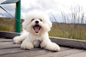 4 características do cachorro da raça bichon frisé 