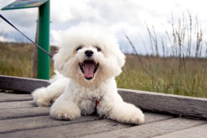 4 características do cachorro da raça bichon frisé  4 características do cachorro da raça bichon frisé