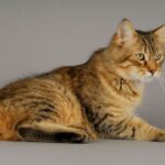 4 características do gato da raça pixie-bob 