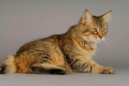 4 características do gato da raça pixie-bob  4 características do gato da raça pixie-bob