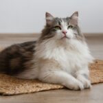 4 características do gato da raça siberiano 